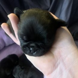 Pug Puppies from The Grumble Pack