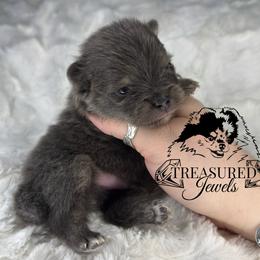 Pomeranian Puppies from Treasured Jewels Pomeranians