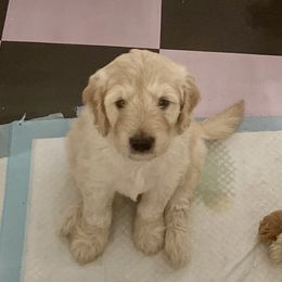 Goldendoodle Puppies from Doodle Devotion