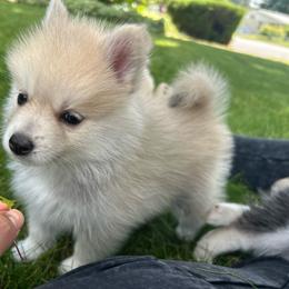 Rumi - Wolf sable female Pomsky puppy in Coeur D'alene, Idaho from PNW Pomskys