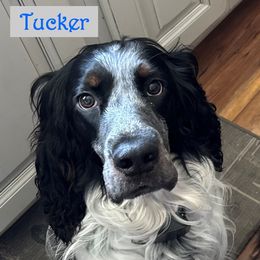 Tucker or Tuck - English Springer Spaniel