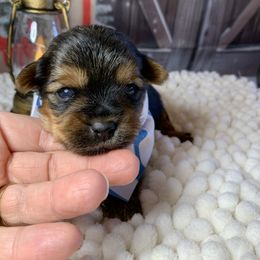 Boy blue 1300 - Black and tan male Yorkshire Terrier puppy in Douglas, Georgia from Southern Georgia Yorkies and biewers