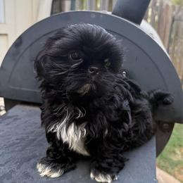 Remi - Black male Shih Tzu puppy in Covington, Georgia from Top Hats 2  Shih Tzu’s