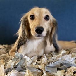 Memory - Dachshund