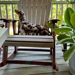 Cocoa (FULL CKC) - Dapple female Dachshund puppy in Delano, Tennessee from Olive Branch Acres