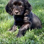 Boykin Spaniel Puppies from Cottonwood Kennel