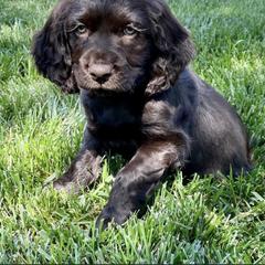 Boykin Spaniel Puppies from Cottonwood Kennel