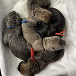 Cane Corso Puppies from Valyrian Cane Corsos