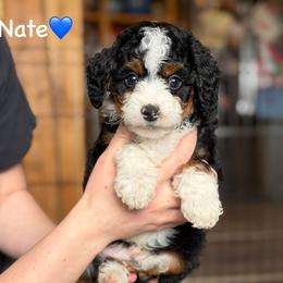 Nate - Black tri-color male Aussiedoodle puppy in Lancaster, Minnesota from Finney Ranch