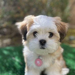 Lhasa Apsos from Bella Donna Lhasa Apso's