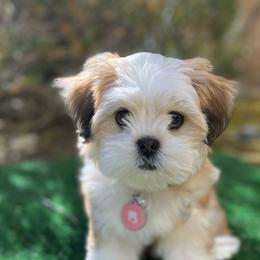 Lhasa Apsos from Bella Donna Lhasa Apso's