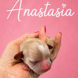 ANASTASIA - Apricot female Maltipoo puppy in Orlando, Florida from Denise’s Puppies