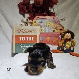 Yorkshire Terrier Puppies from Blueberry Hill Yorkies