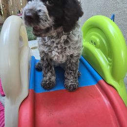 Venice - Brown roan Lagotto Romagnolo puppy in California from Harper's Lagotti