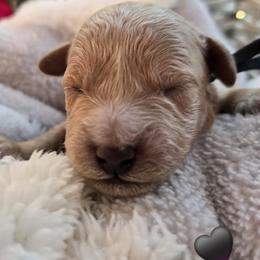 Black Collar-Bandit - Red tri-color male Assorted Doodle Crosses puppy in Upland, California from IDREAMOFPUPPIES