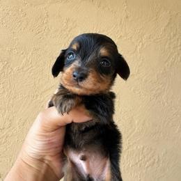 Vega - Dapple male Dachshund puppy in Venice, Florida from Crowline Kennels
