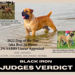 Boerboels from Verdict Boerboels