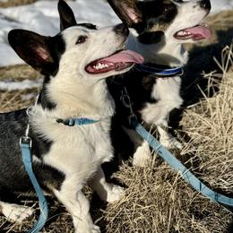 Cardigan Welsh Corgi All Grown Up from BELieve Cardigan Welsh Corgis