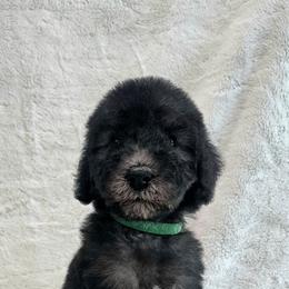 Green - Blue male Bedlington Terrier puppy in Rincon, Georgia from Prismic Bedlington Terriers