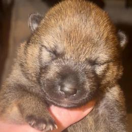 'Baloo' - Red male Shiba Inu puppy in Clewiston, Florida from Animal Farm Shiba Inus & Mameshibas