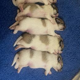 Forrest - White and badger male Great Pyrenees puppy in Cedar City, Utah from Forestwood Farms Great Pyrenees
