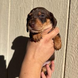 Girl 1 - Chocolate and tan female Dachshund puppy in Modesto, California from Torres Dachshunds