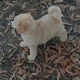 Poodle Puppies from Champion Poodles