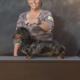 River - Dachshund