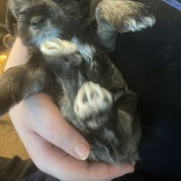 Miniature Schnauzer Puppies from Krystle's Miniature Schnauzers