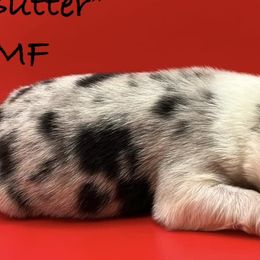 Girl 2 - BUTTER PECAN "BUTTER" - Australian Shepherd puppy in Gowen, Michigan from XA AUSTRALIAN SHEPHERDS