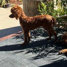 Lilly - Poodle