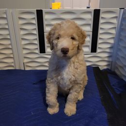 Boy 2 - Parti Goldendoodle puppy in Florida from Adonai's Creation Doodles