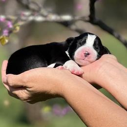 Noir - Black and white male Border Collie puppy in Conway, Missouri from 2J 2K Border Collies | Maremma Sheepdogs