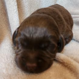 Light Blue - Chocolate male Labrador Retriever puppy in Siloam Springs, Arkansas from Karemy Kennels (Karemy Labradors)