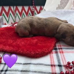 Purple - Dapple female Dachshund puppy in Lamar, Colorado from Charlie’s Mini Dachshunds