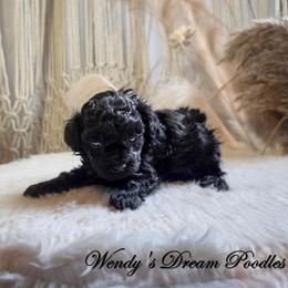 Nova's Shadow - Black female Poodle puppy in Norman, Indiana from Wendy's Poodles