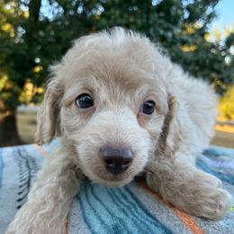 Wayne F1B - Cream male Aussiedoodle puppy in Oklahoma City, Oklahoma from Foneb Farm - The F1B Farm