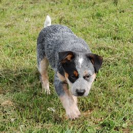 Australian Cattle Dog and Rottweiler Puppies from Koda Ranch