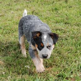 Australian Cattle Dog and Rottweiler Puppies from Koda Ranch