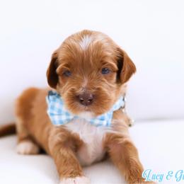 Dune - Caramel male Australian Labradoodle puppy in Diamond Bar, California from Furrytaildoodles