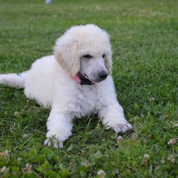 Poodle Puppies from D and D Standard Poodles