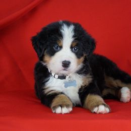Bernese Mountain Dog Puppies from Lonesome Pine Farm