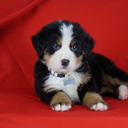 Bernese Mountain Dog Puppies from Lonesome Pine Farm