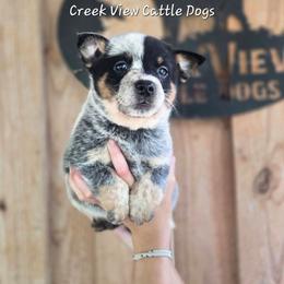 Boy 2 - Blue male Australian Cattle Dog puppy in Monroe, North Carolina from Creek View Cattle Dogs