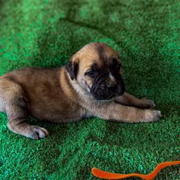 Orange Collar - Chestnut brindle male Cane Corso puppy in Catawba, North Carolina from Catawba Cane Corso