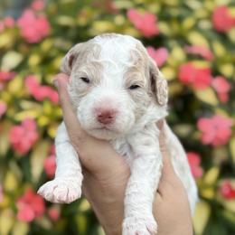 Koa - Blenheim male Cavapoo puppy in Floyd, Virginia from Hearts and Paws Poodles and Doodles