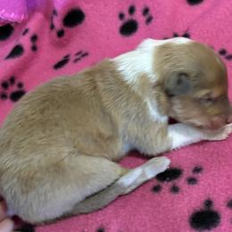 Girl 2 - Sable and white female Collie puppy in Bad Axe, Michigan from Collie Campo