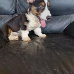 Cardigan Welsh Corgi and Pembroke Welsh Corgi Puppies from Victory Crown
