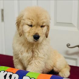 Percy - Light golden male Golden Retriever puppy in Saint Pauls, North Carolina from Copperfield’s Goldens
