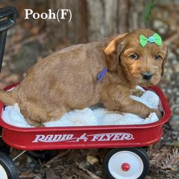 Pooh - Apricot female Australian Labradoodle puppy in Citrus Heights, California from Elite Blend Labradoodles